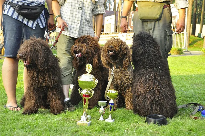Barbet fotoğraf 1