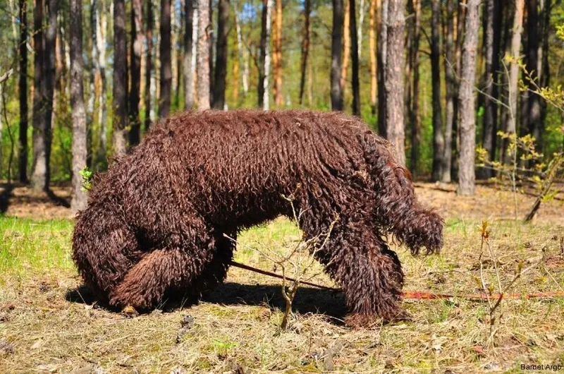 Barbet fotoğraf 2