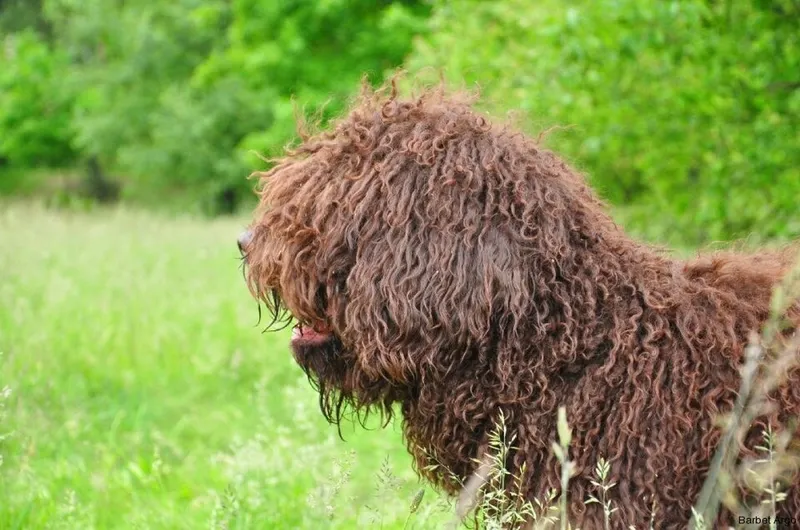 Barbet fotoğraf 3
