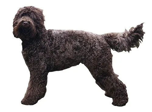 Barbet fotoğraf 4