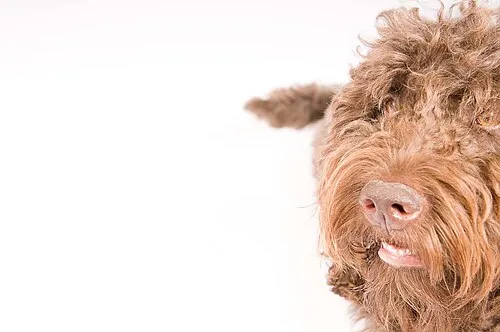 Barbet fotoğraf 5