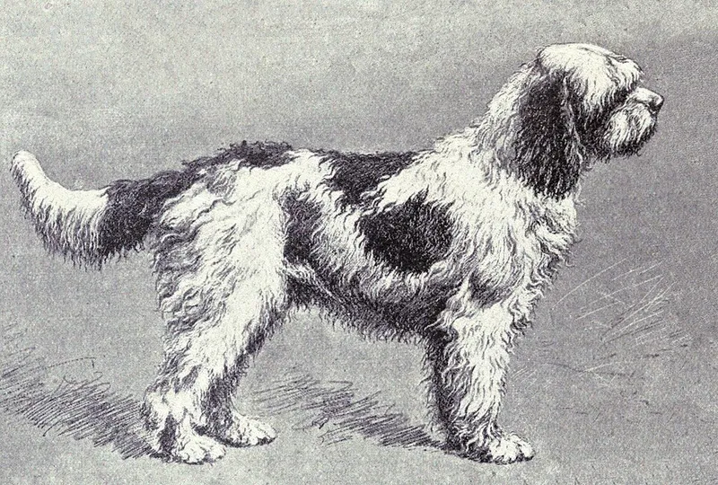 Barbet fotoğraf 6