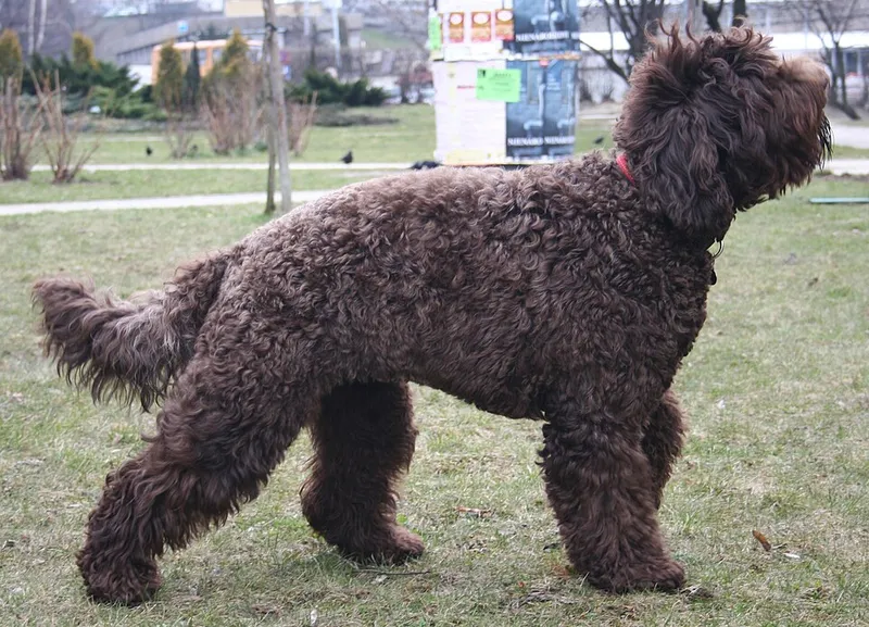 Barbet fotoğraf 8
