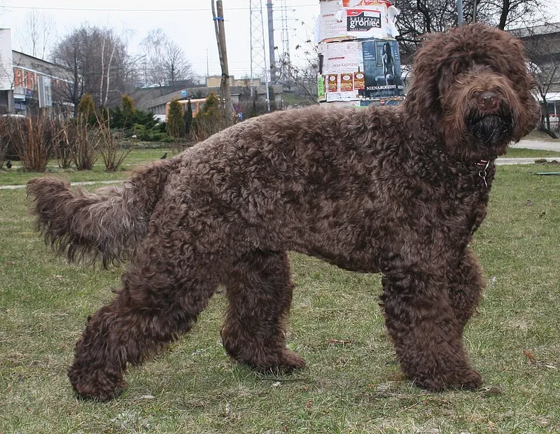 Barbet fotoğraf 9