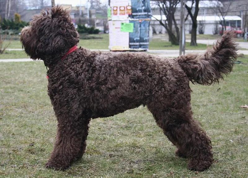 Barbet fotoğraf 10
