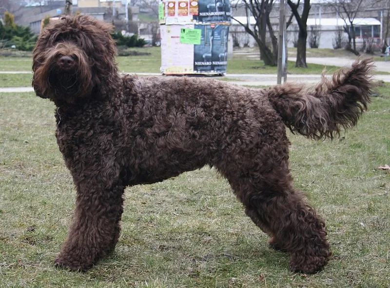Barbet fotoğraf 11