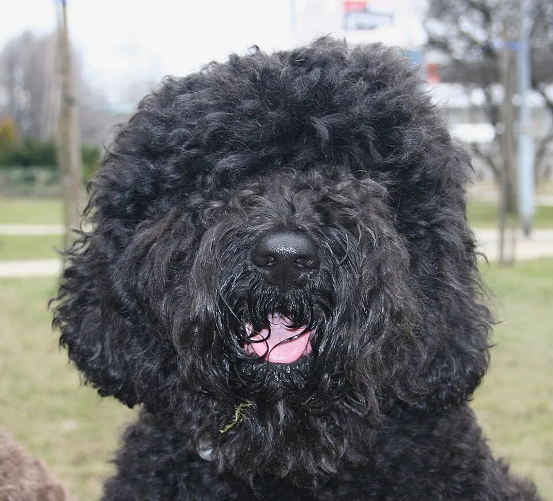Barbet fotoğraf 12