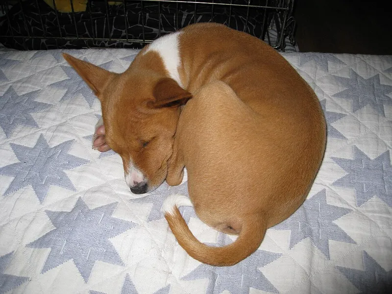 Basenji fotoğraf 1