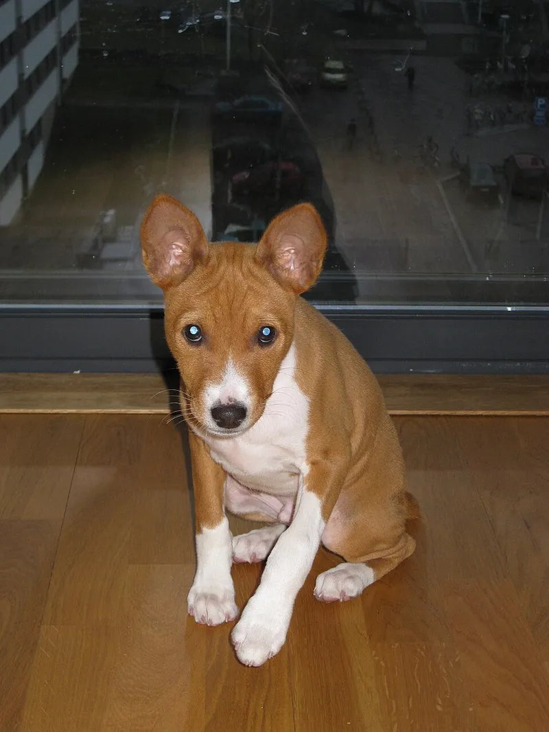 Basenji fotoğraf 2