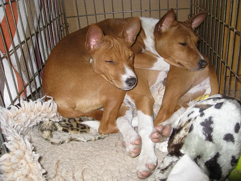 Basenji fotoğraf 3