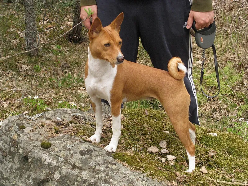 Basenji fotoğraf 4