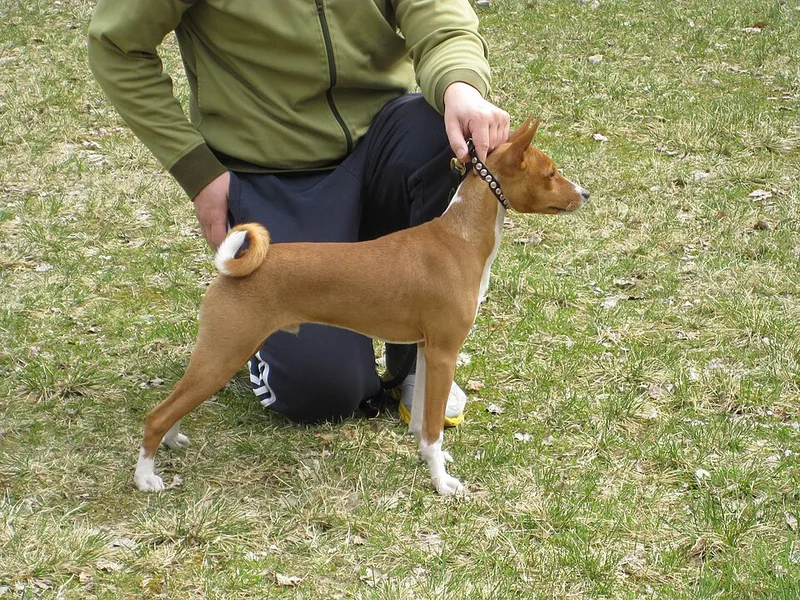 Basenji fotoğraf 5