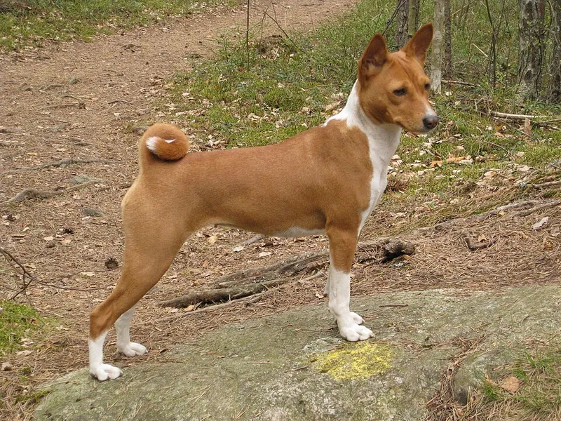 Basenji fotoğraf 6