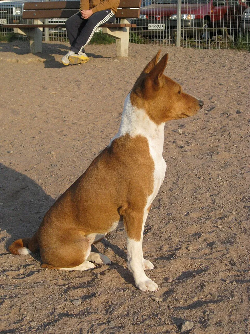 Basenji fotoğraf 7