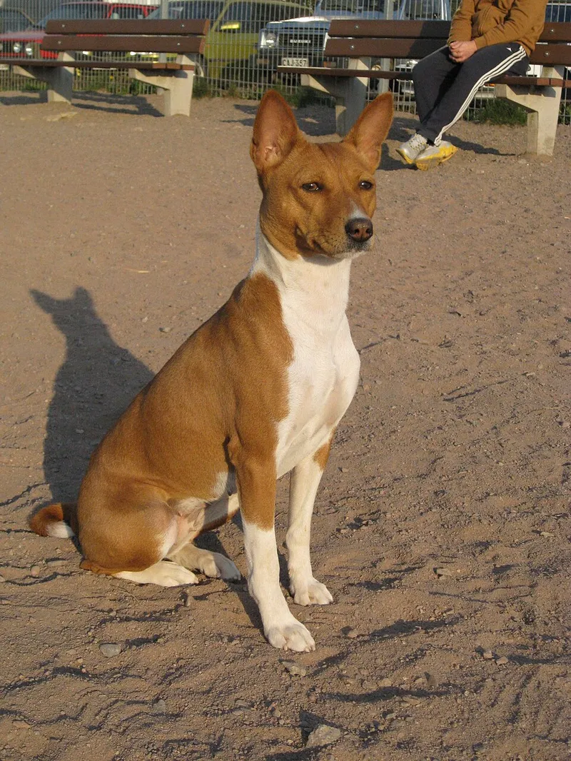 Basenji fotoğraf 8