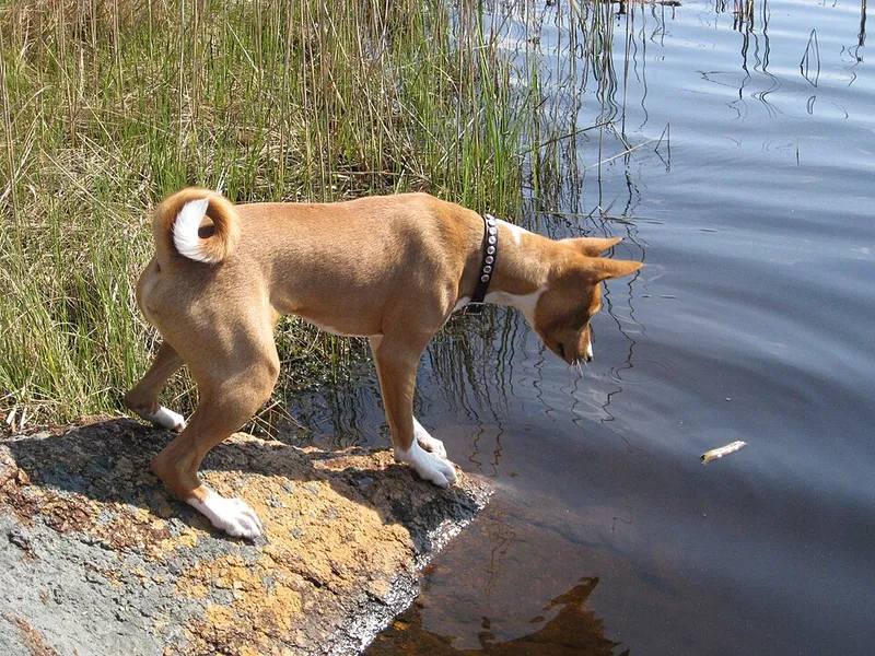 Basenji fotoğraf 9