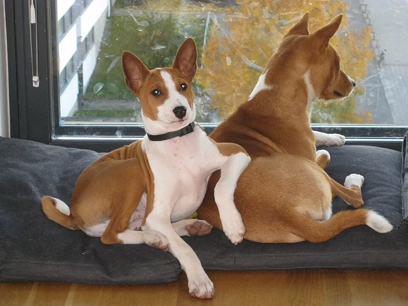 Basenji fotoğraf 10