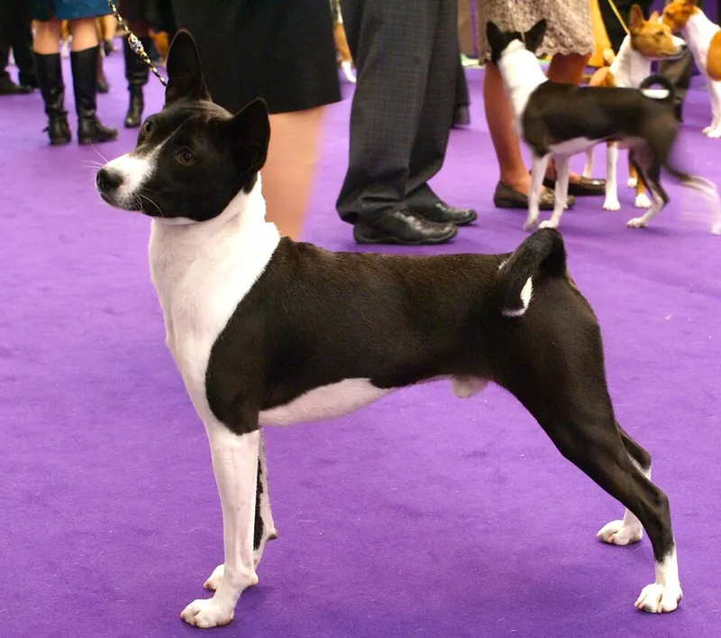 Basenji fotoğraf 11