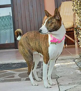 Basenji fotoğraf 12