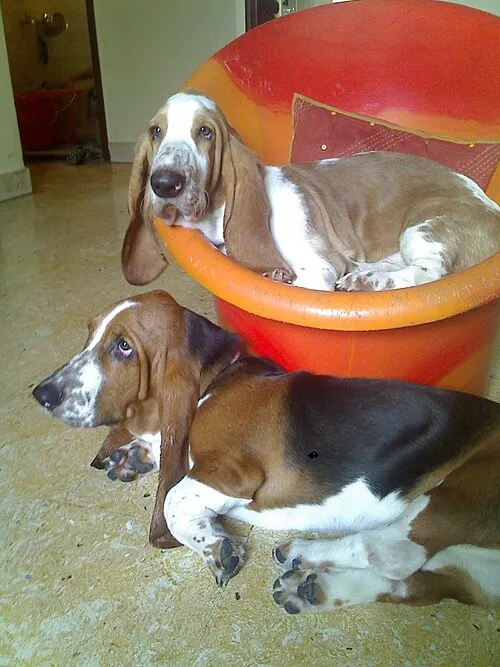 Basset Hound fotoğraf 1