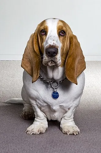 Basset Hound fotoğraf 2