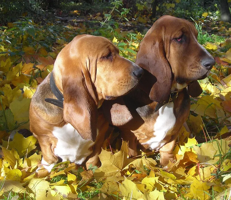 Basset Hound fotoğraf 3