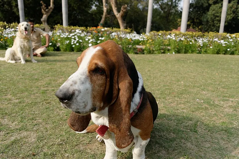 Basset Hound fotoğraf 5