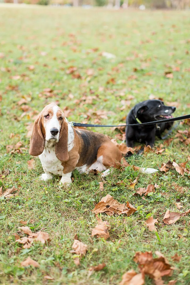 Basset Hound fotoğraf 6