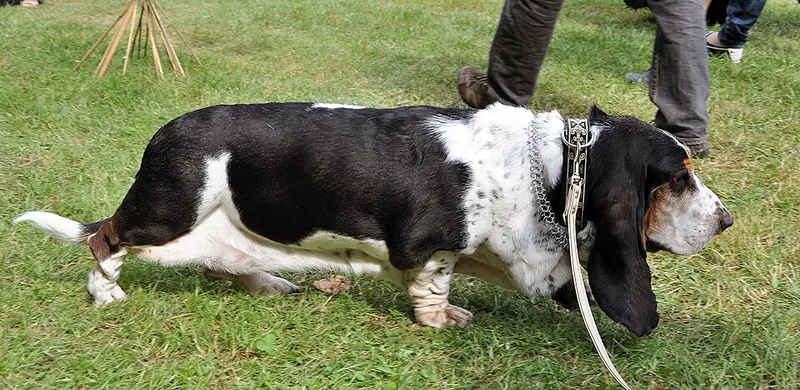 Basset Hound fotoğraf 7