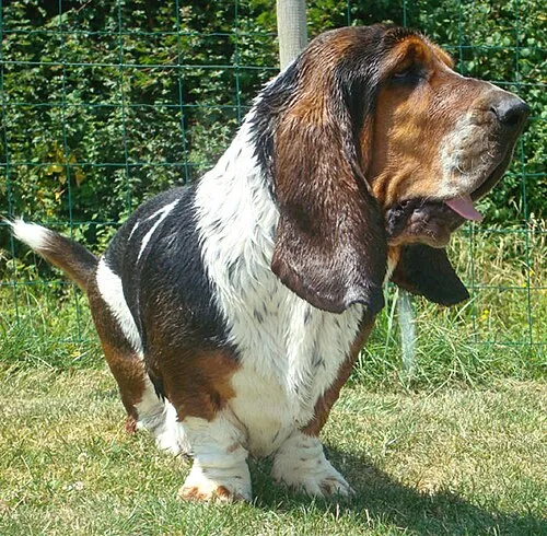 Basset Hound fotoğraf 8