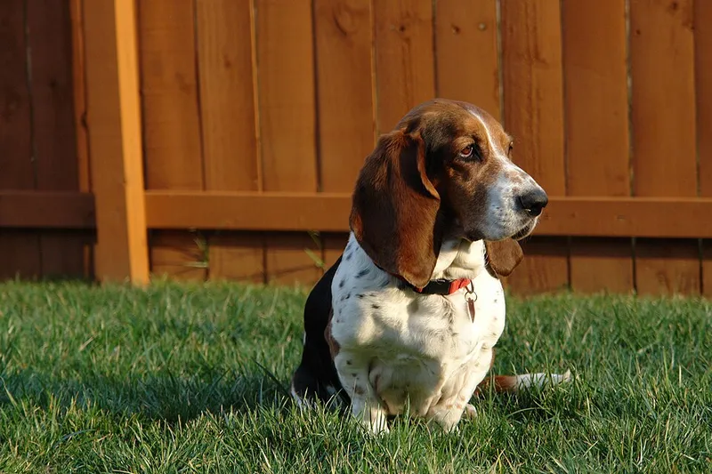 Basset Hound fotoğraf 9