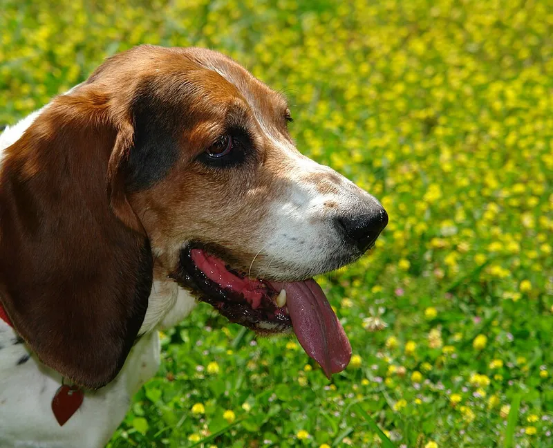 Basset Hound fotoğraf 10