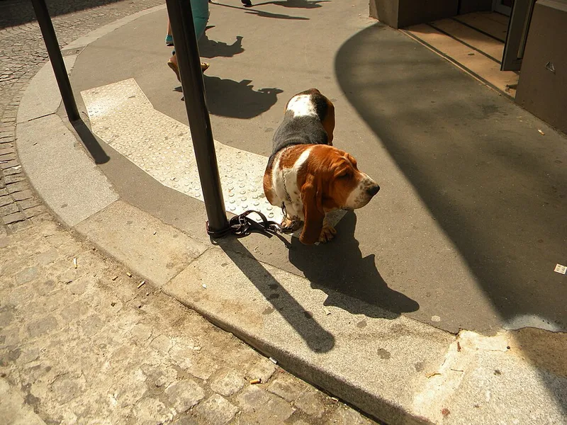Basset Hound fotoğraf 11