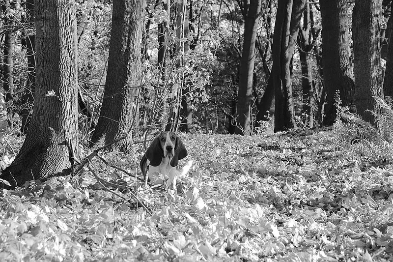 Basset Hound fotoğraf 12