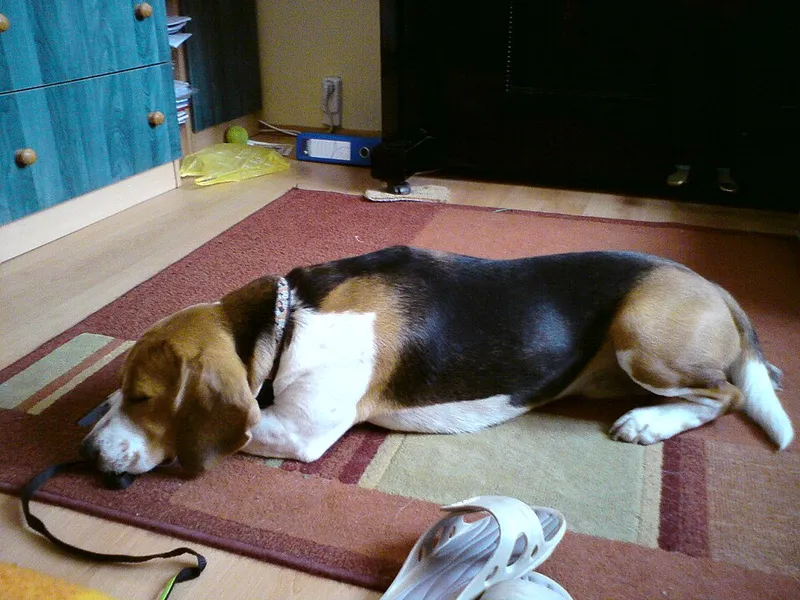 Beagle fotoğraf 1
