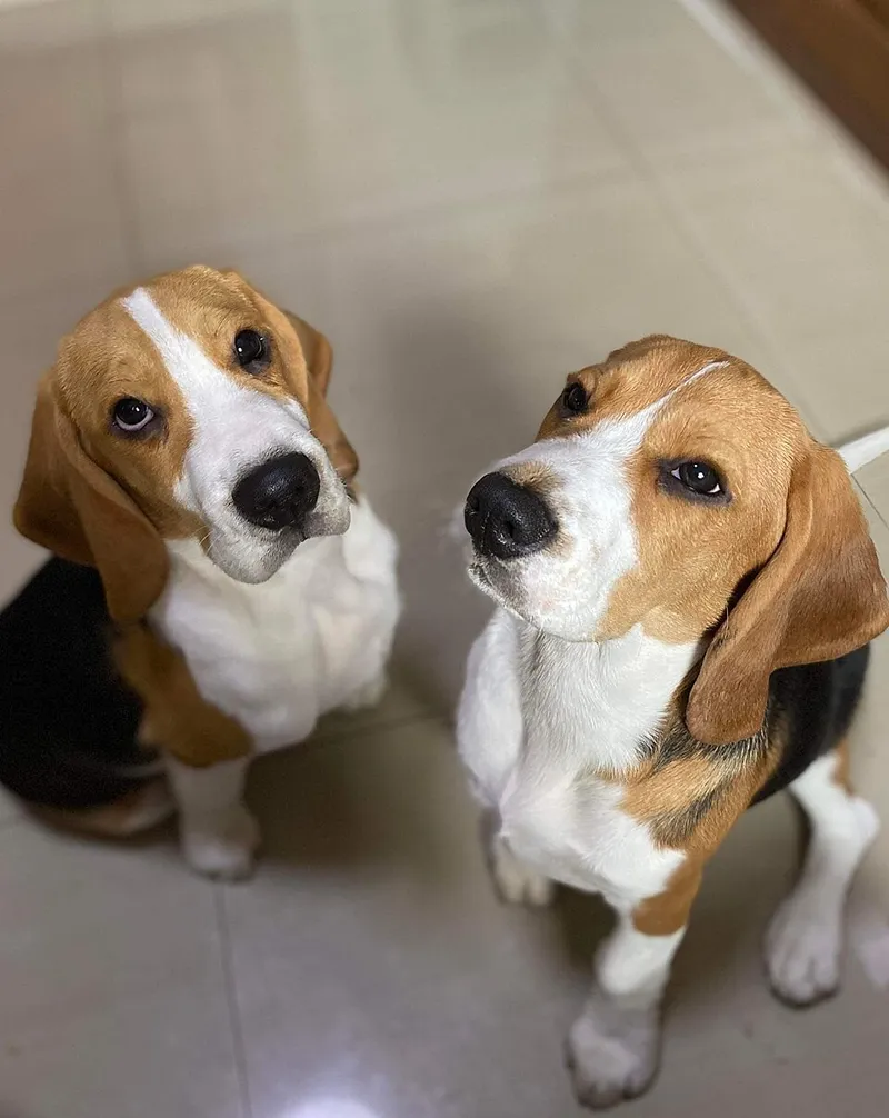 Beagle fotoğraf 3
