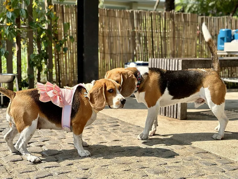 Beagle fotoğraf 4