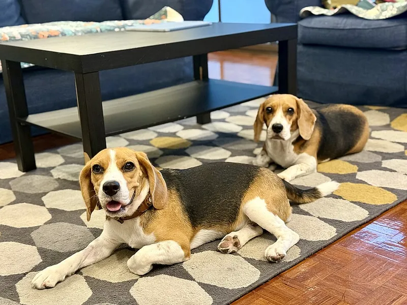 Beagle fotoğraf 5