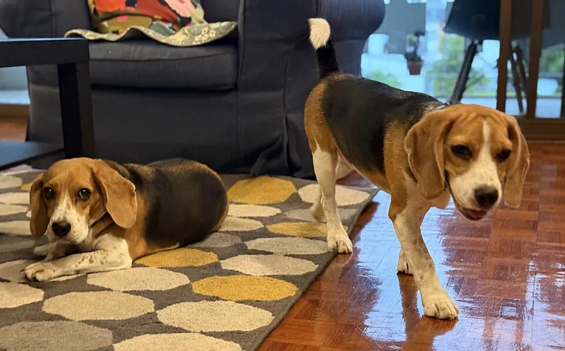 Beagle fotoğraf 6