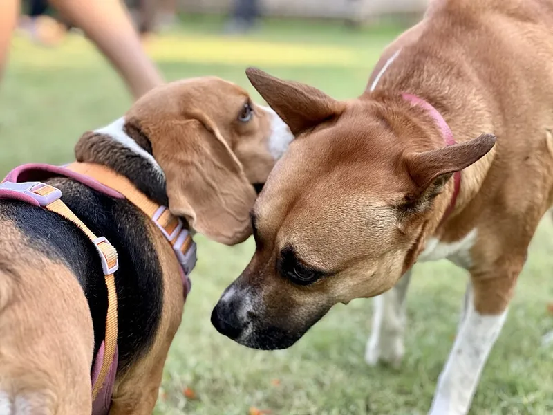 Beagle fotoğraf 7