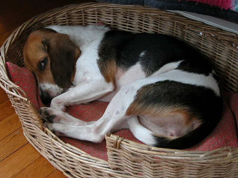 Beagle fotoğraf 8