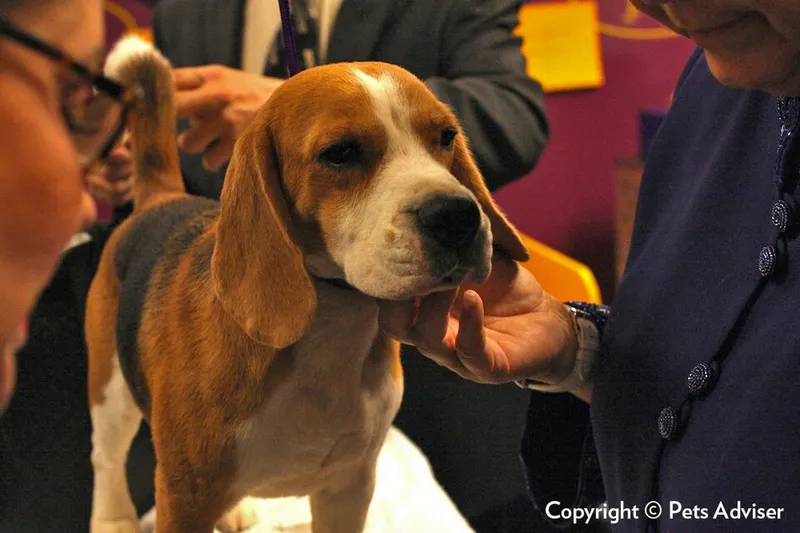 Beagle fotoğraf 9