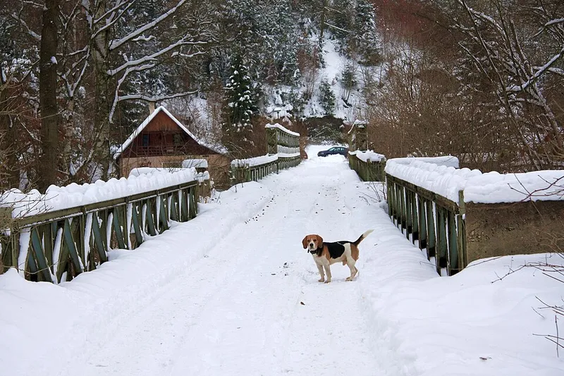 Beagle fotoğraf 10