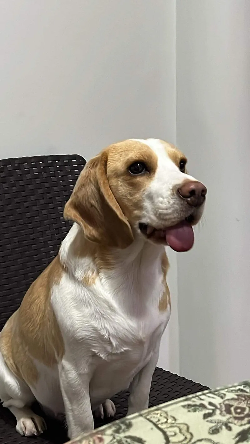 Beagle fotoğraf 12