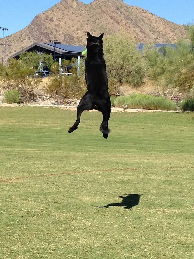 Beauceron fotoğraf 1