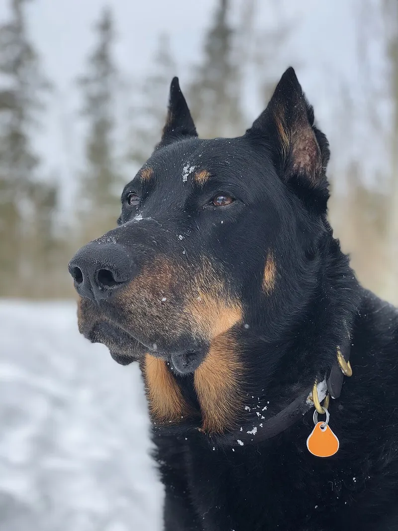 Beauceron fotoğraf 3