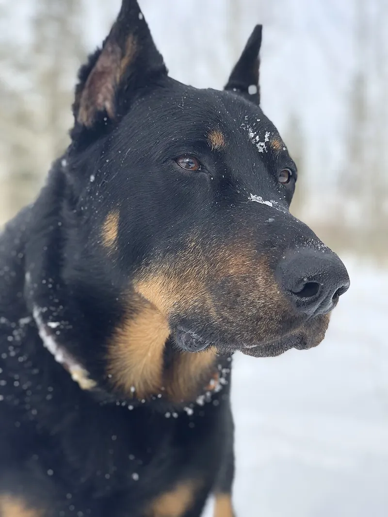 Beauceron fotoğraf 4