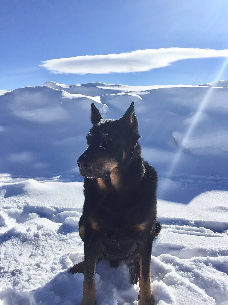 Beauceron fotoğraf 5