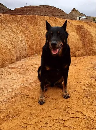 Beauceron fotoğraf 6
