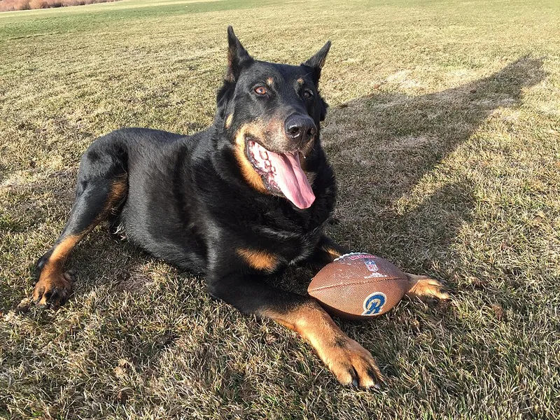Beauceron fotoğraf 7